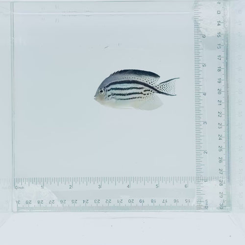 Lamarck Angelfish
