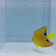 Queen Angelfish — Holacanthus ciliaris