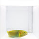 Banana Wrasse Fish