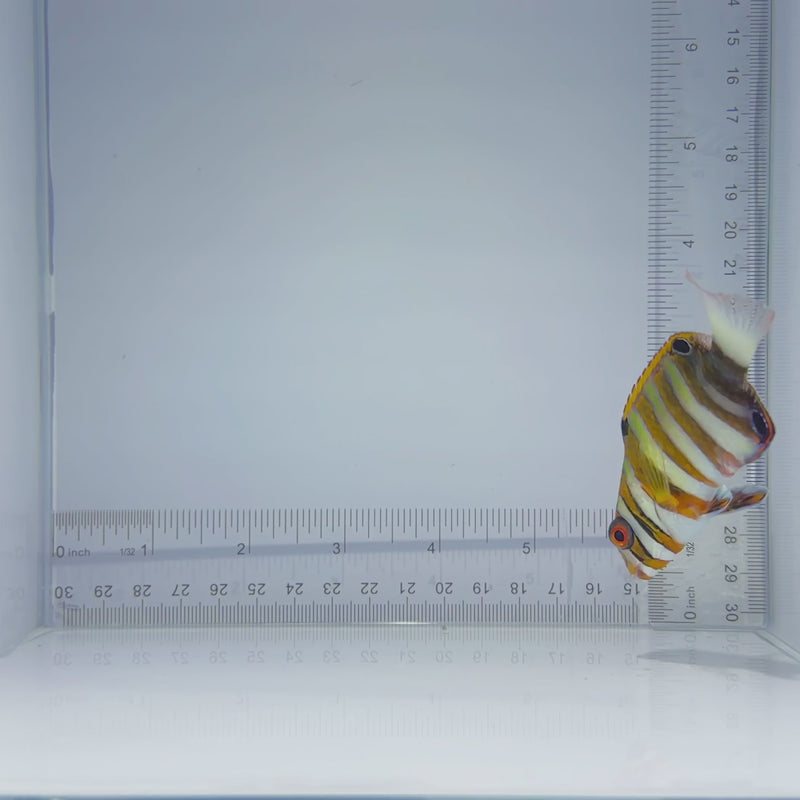 Harlequin Tusk Fish
