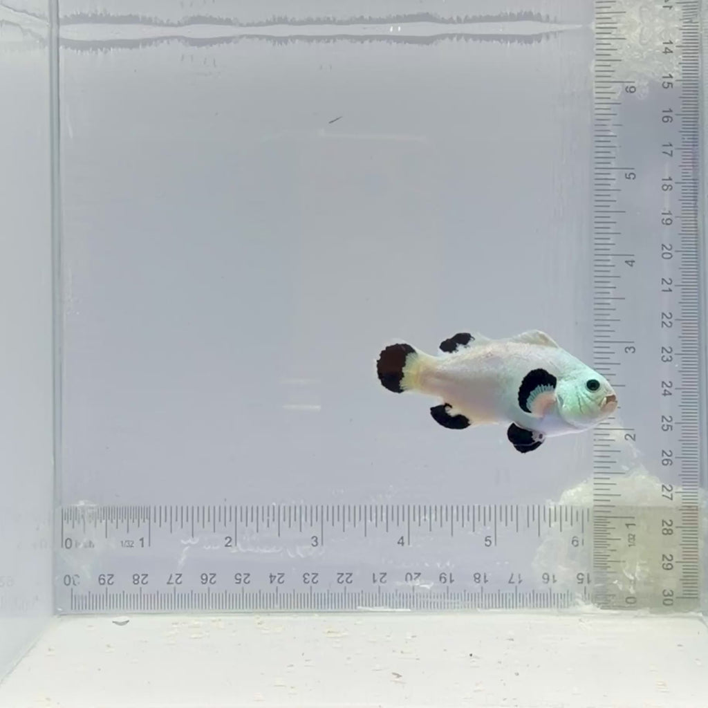 Snow Storm Clownfish