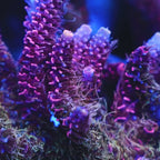TSA Woolly Mammoth Acropora Coral