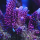 TSA Woolly Mammoth Acropora Coral