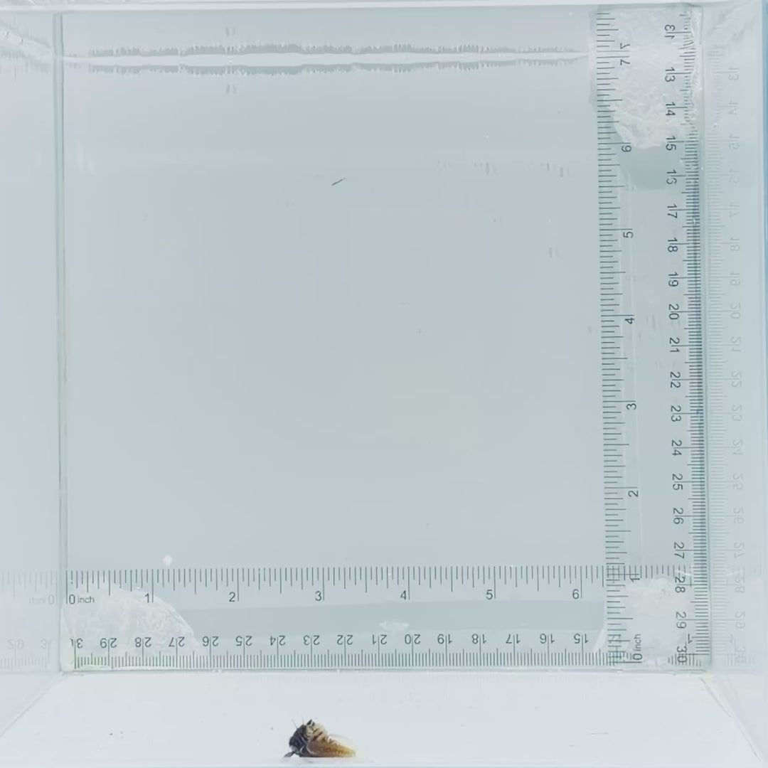 Gulf Signal Blenny
