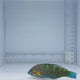 Melanurus Wrasse Fish