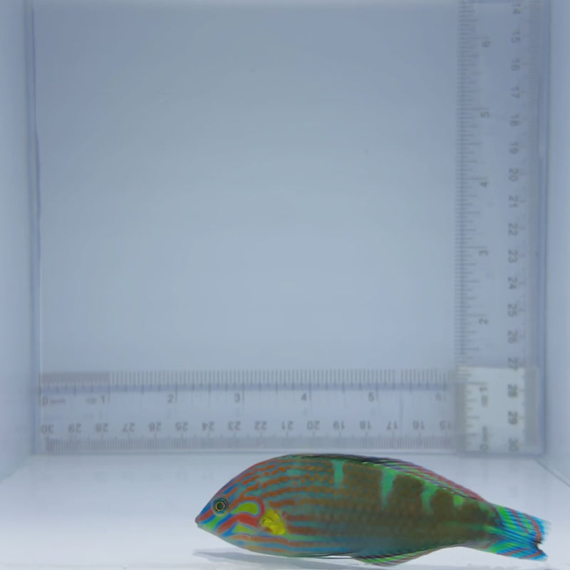 Melanurus Wrasse Fish