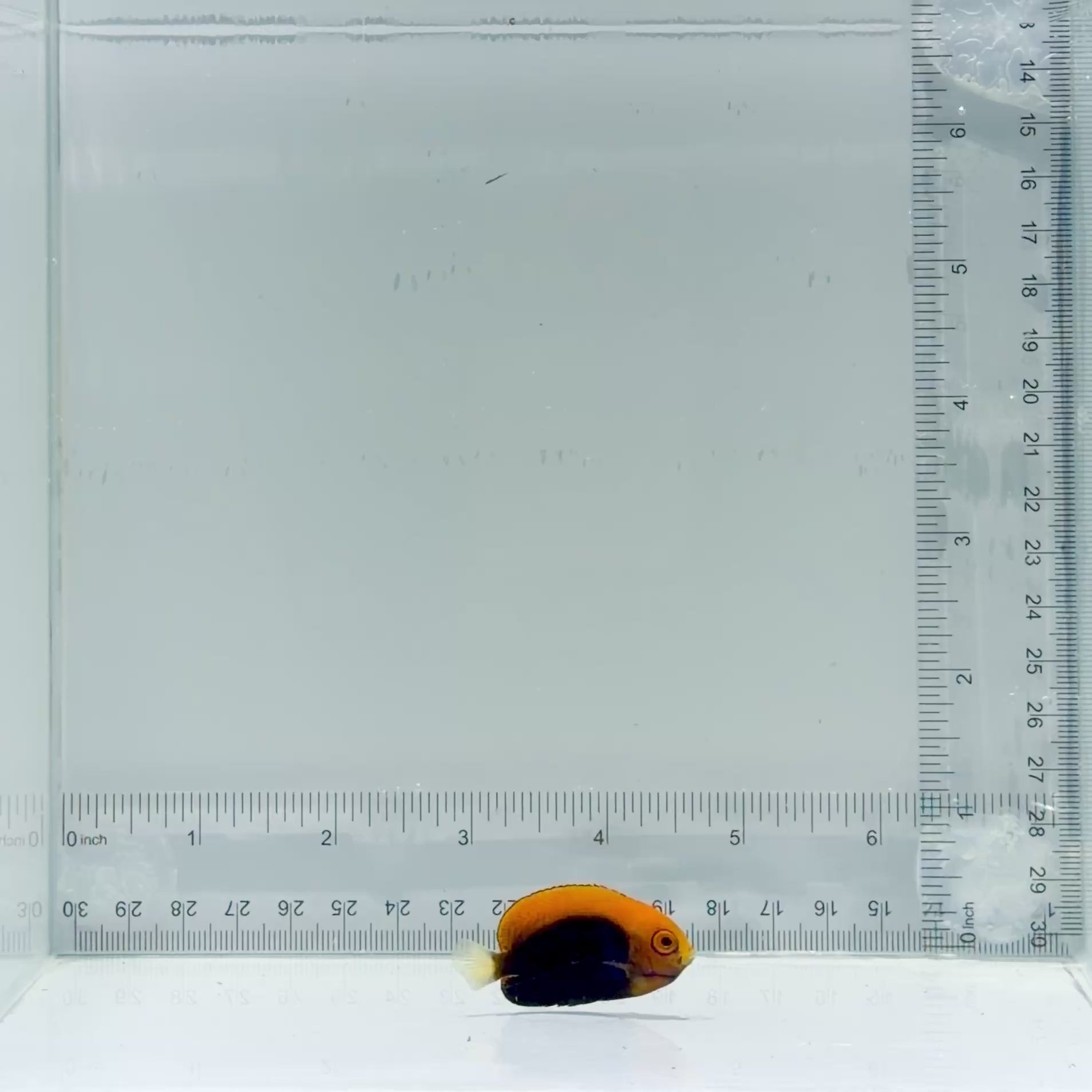Pygmy Flameback Angelfish