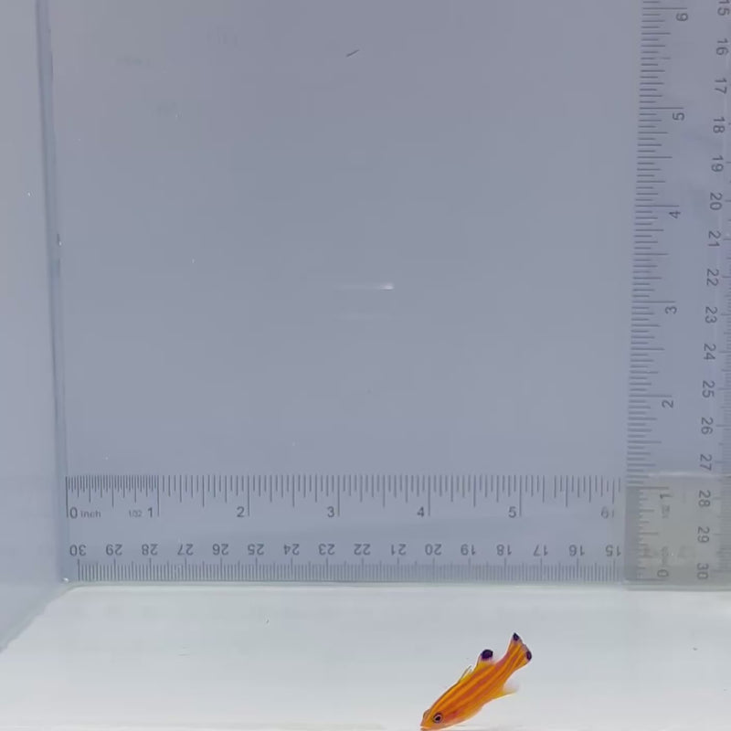 Candy Basslet (Liopropoma carmabi)