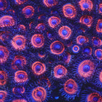 Armor of God Zoanthids Coral