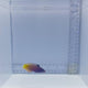 Two Tone Wrasse