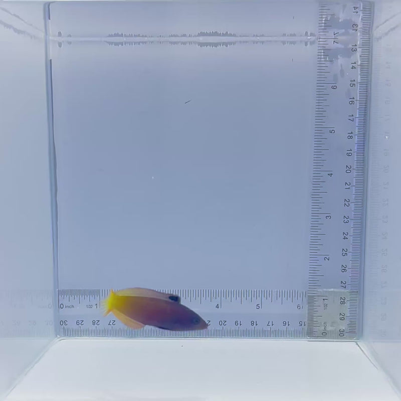 Two Tone Wrasse