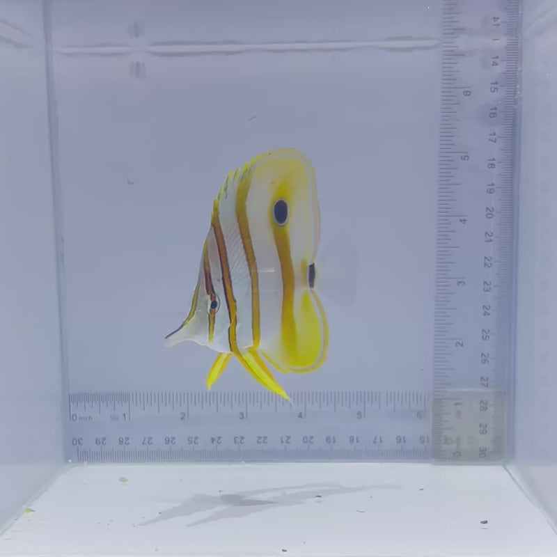 Aussie Copperband Butterfly (Chelmon rostratus)