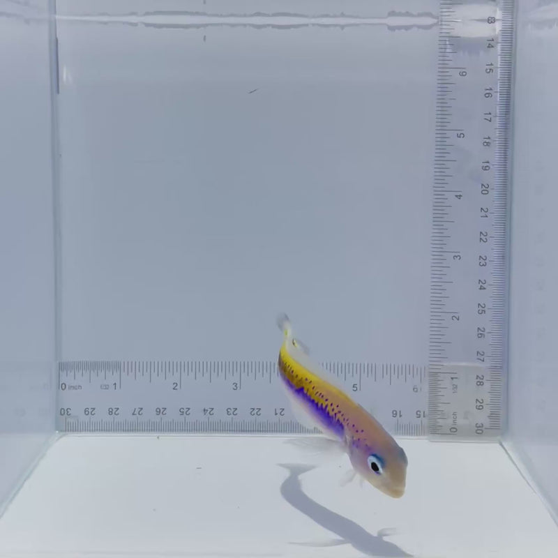Oreni Tile Fish