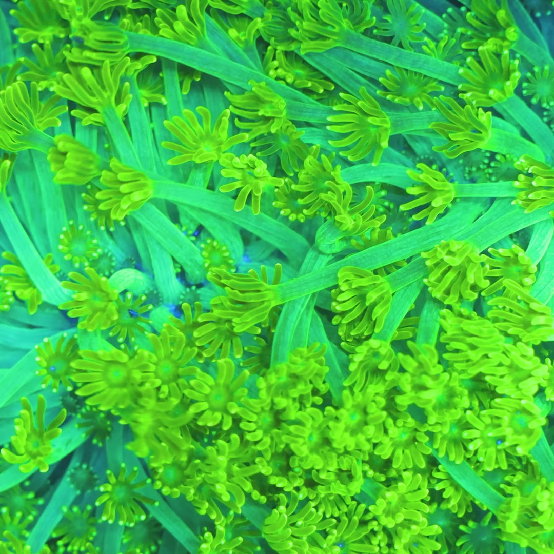 TSA Kryptonite Alveopora Coral – Top Shelf Aquatics