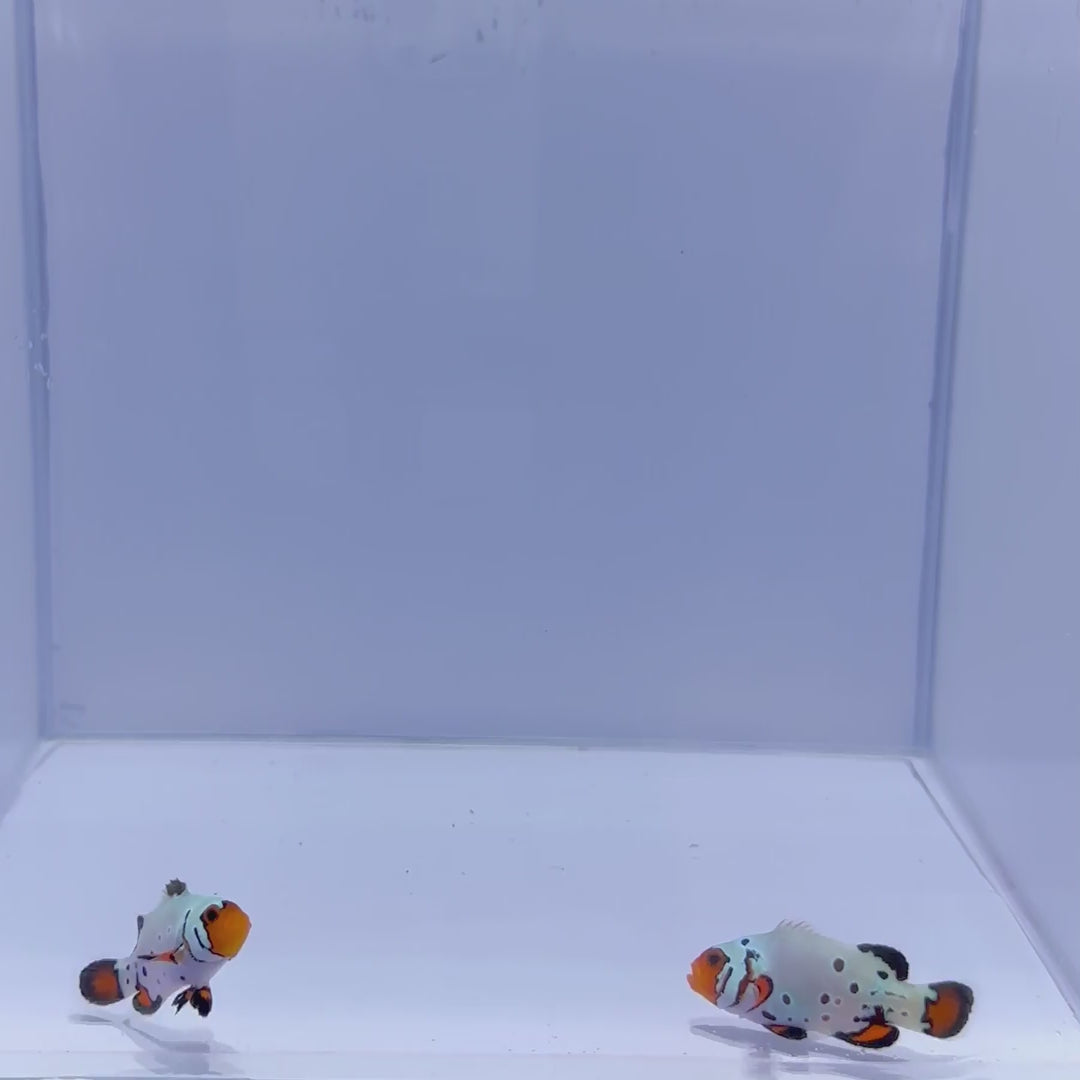 Premium Frostbite Clownfish Pair