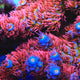 TSA Rocky Balboa Tenuis Acropora Coral