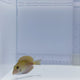 Atlantic Doctor Tang Fish