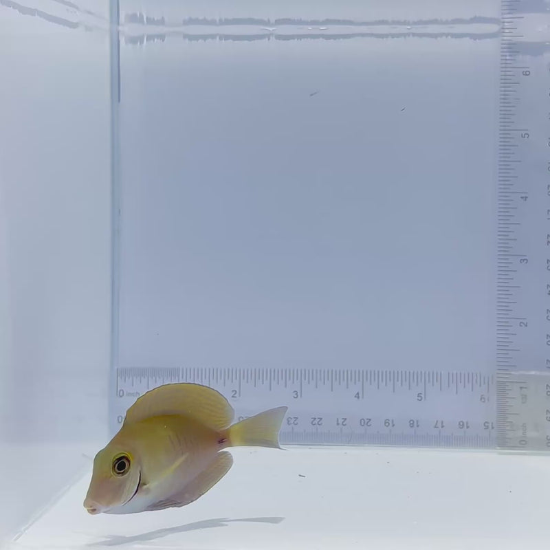 Atlantic Doctor Tang Fish