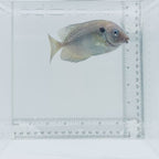 Orangespot Rabbitfish