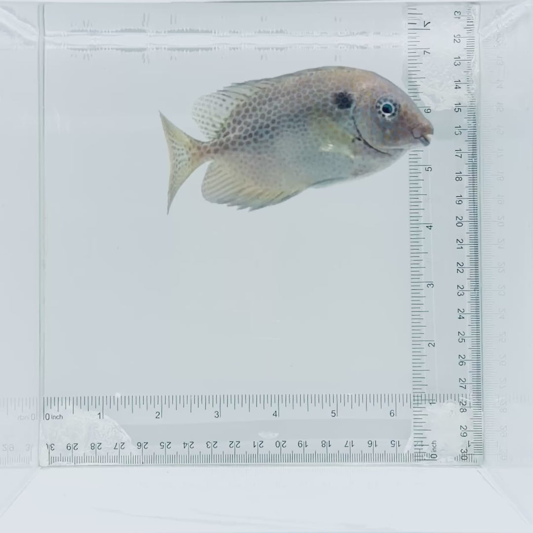 Orangespot Rabbitfish