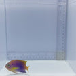 Ocellate Damselfish