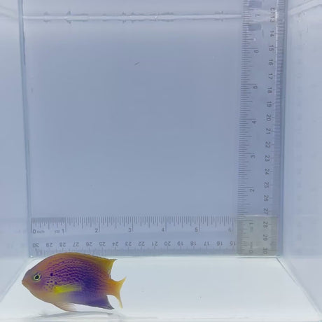 Ocellate Damselfish