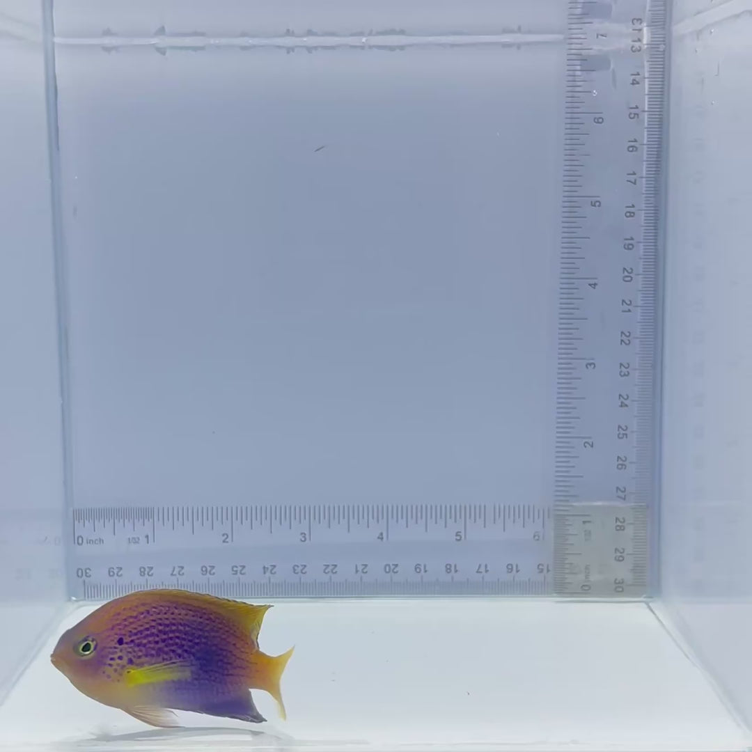Ocellate Damselfish