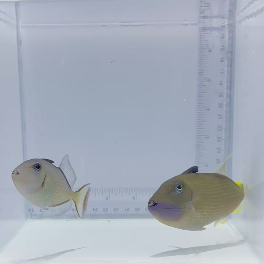 Blue Throat Triggerfish - Male - Xanthichthys auromarginatus