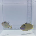 Blue Throat Triggerfish - Male - Xanthichthys auromarginatus