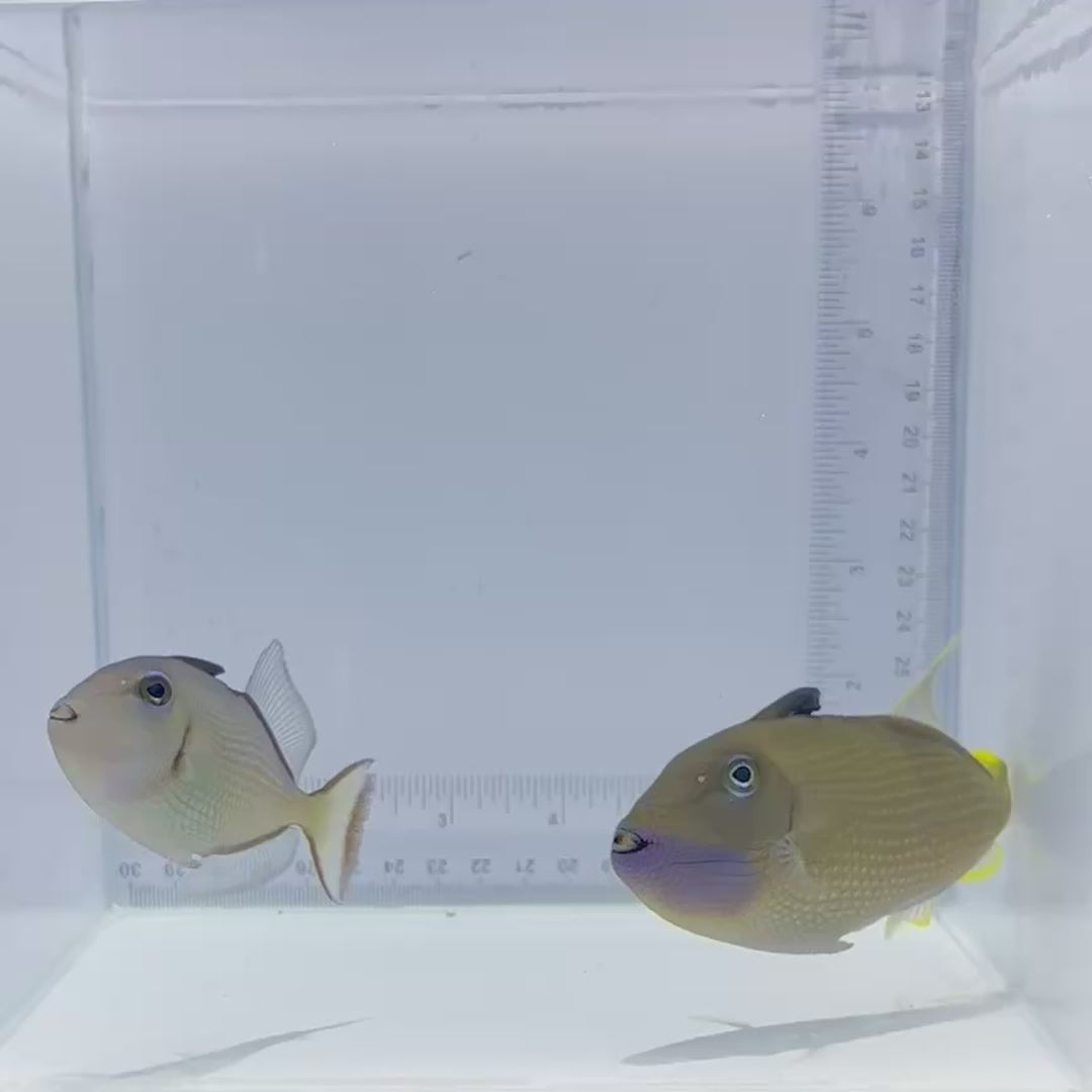 Blue Throat Triggerfish - Male - Xanthichthys auromarginatus