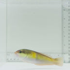 Neon Wrasse