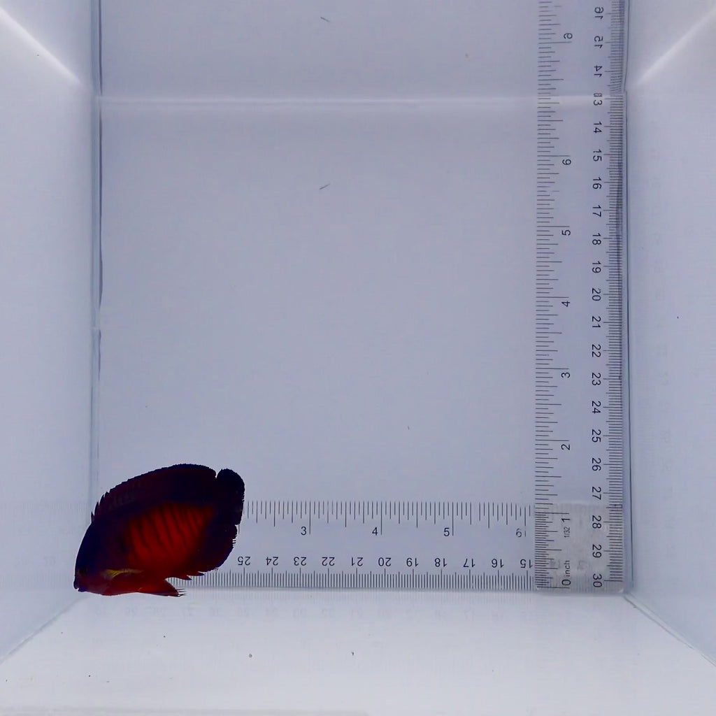 Coral Beauty Angel - Centropyge bispinosa