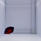 Coral Beauty Angel - Centropyge bispinosa