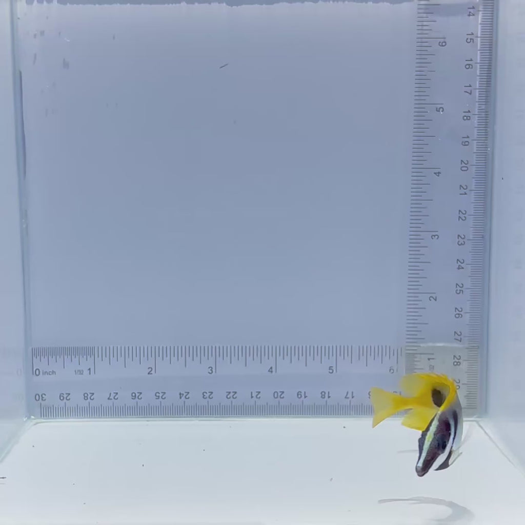 One Spot Foxface - Siganus unimaculatus