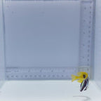 One Spot Foxface - Siganus unimaculatus