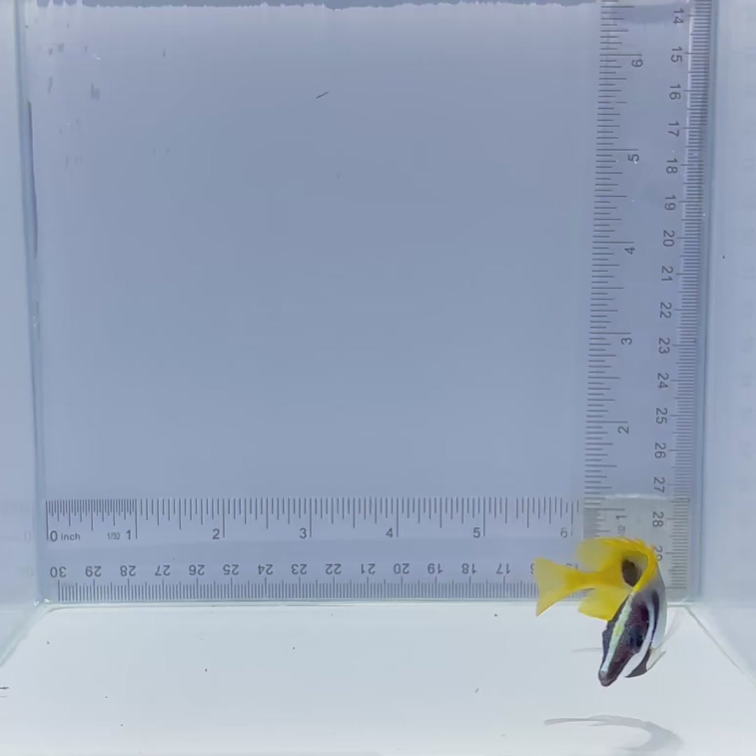 One Spot Foxface - Siganus unimaculatus