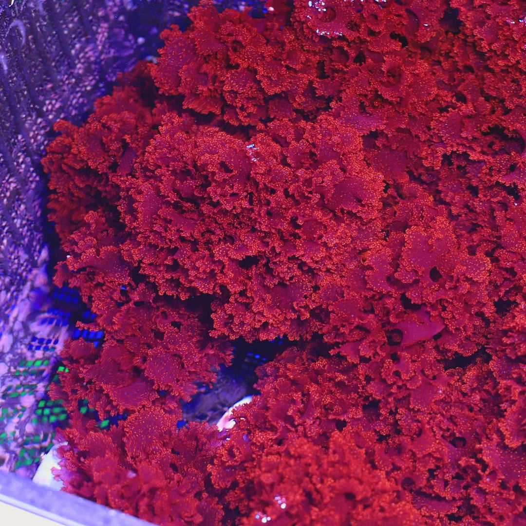 Atomic Broccoli Macroalgae