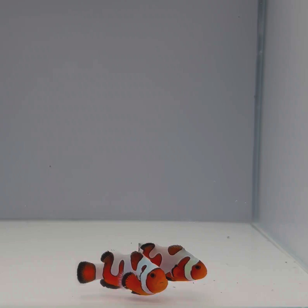 Premium Gladiator Clownfish - Amphiprion ocellaris