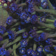 TSA Blueberry Glitter Goniopora Coral