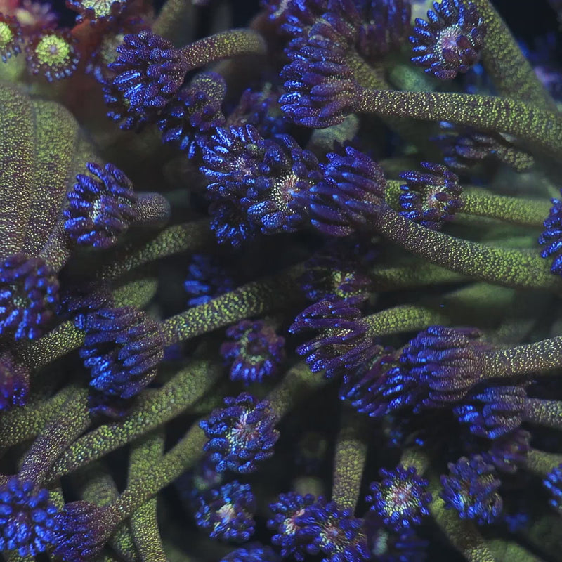 TSA Blueberry Glitter Goniopora Coral