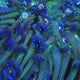 TSA Blueberry Glitter Goniopora Coral