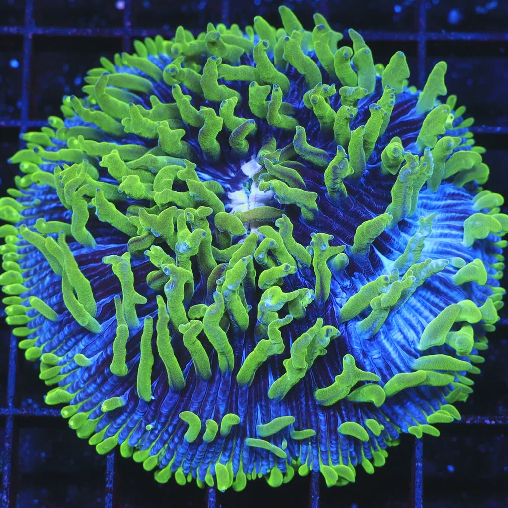 TSA Troll Doll Aquacultured Plate Coral