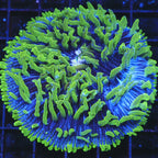 TSA Troll Doll Aquacultured Plate Coral