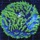TSA Troll Doll Aquacultured Plate Coral