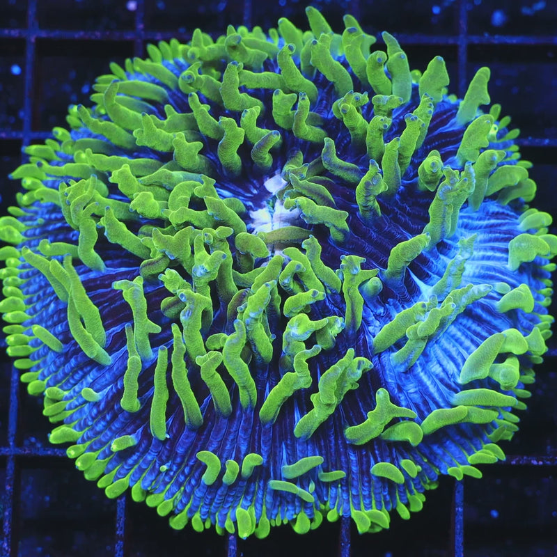 TSA Troll Doll Aquacultured Plate Coral