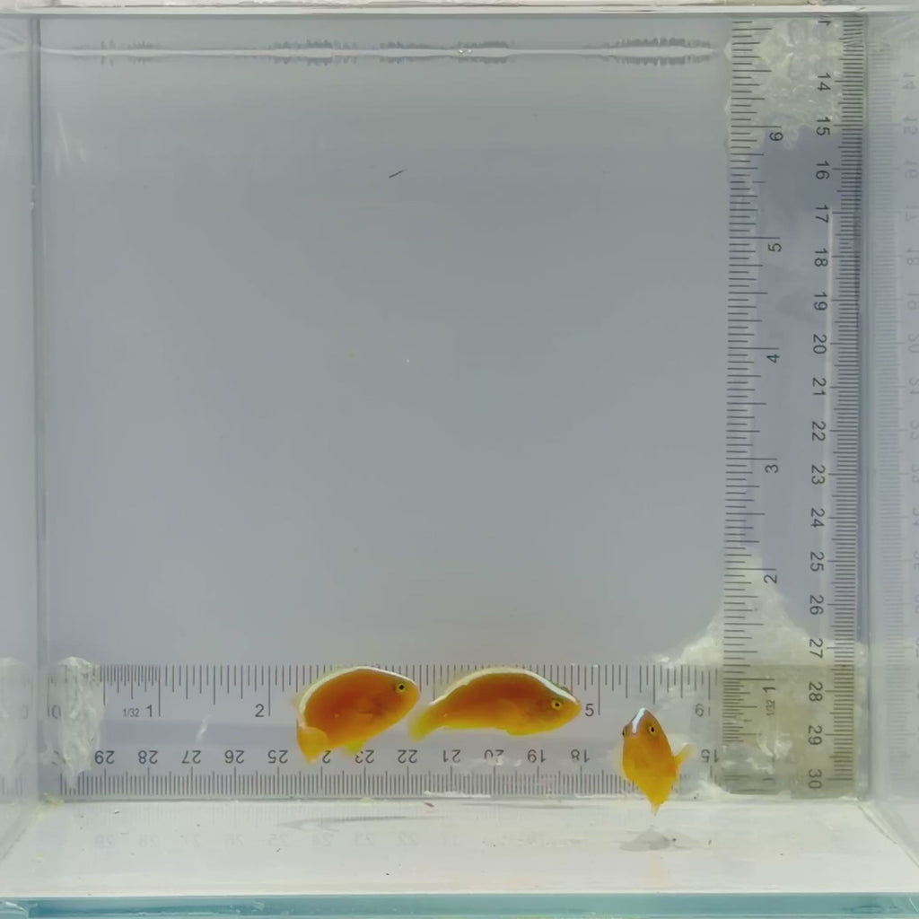 Trio Skunk Clownfish
