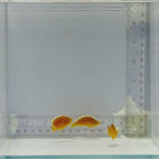 Trio Skunk Clownfish