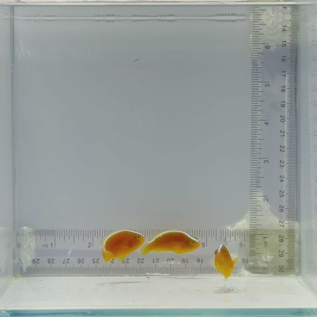 Trio Skunk Clownfish
