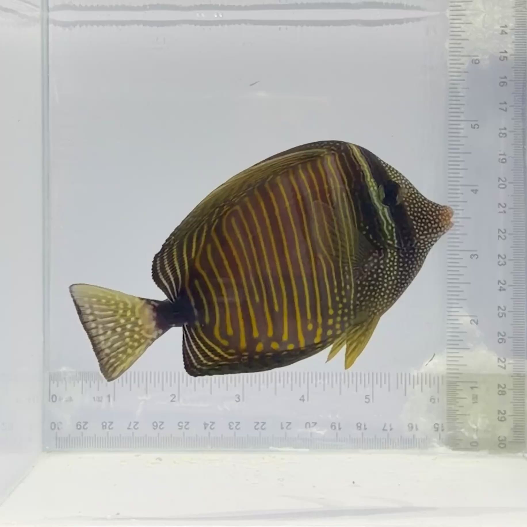 Desjardini Sailfin Tang