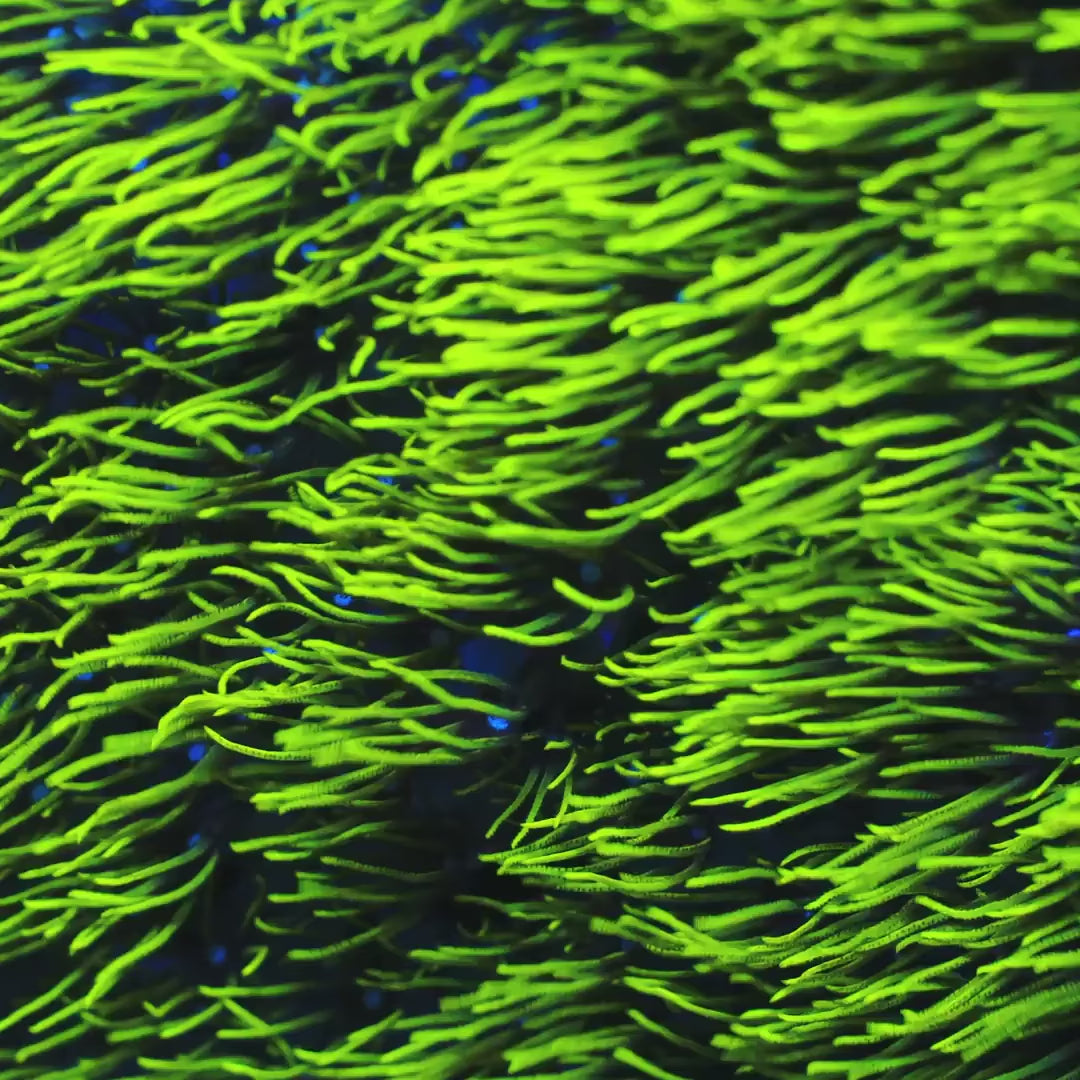 Green Star Polyps Coral